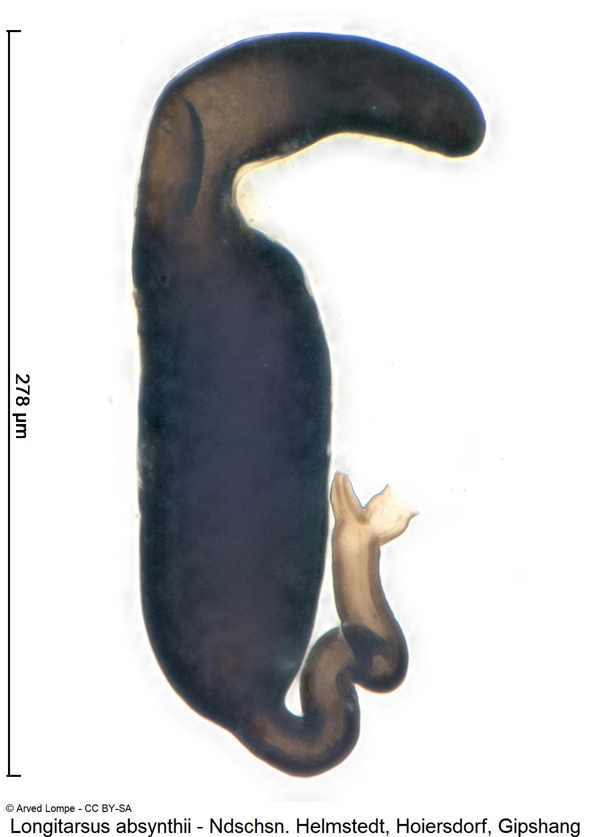 longitarsus_absynthii_sperm.jpg
