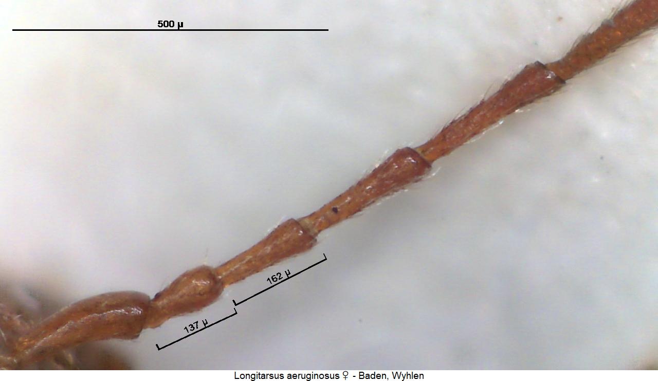 longitarsus_aeruginosus_f.jpg