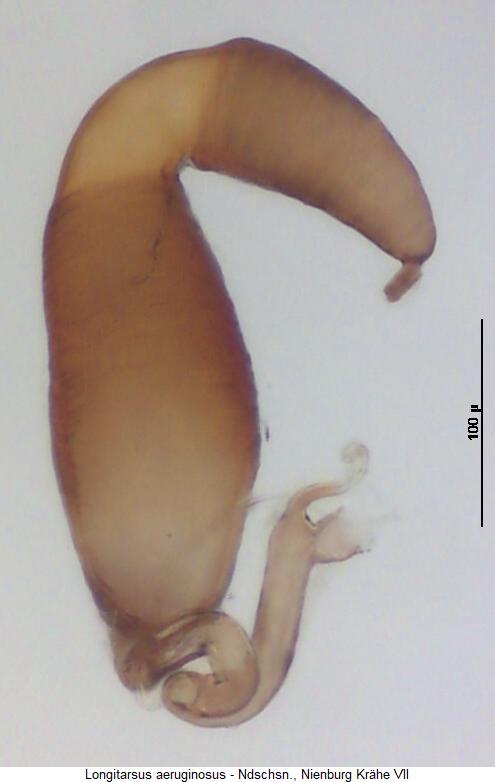 longitarsus_aeruginosus_sperm1.jpg