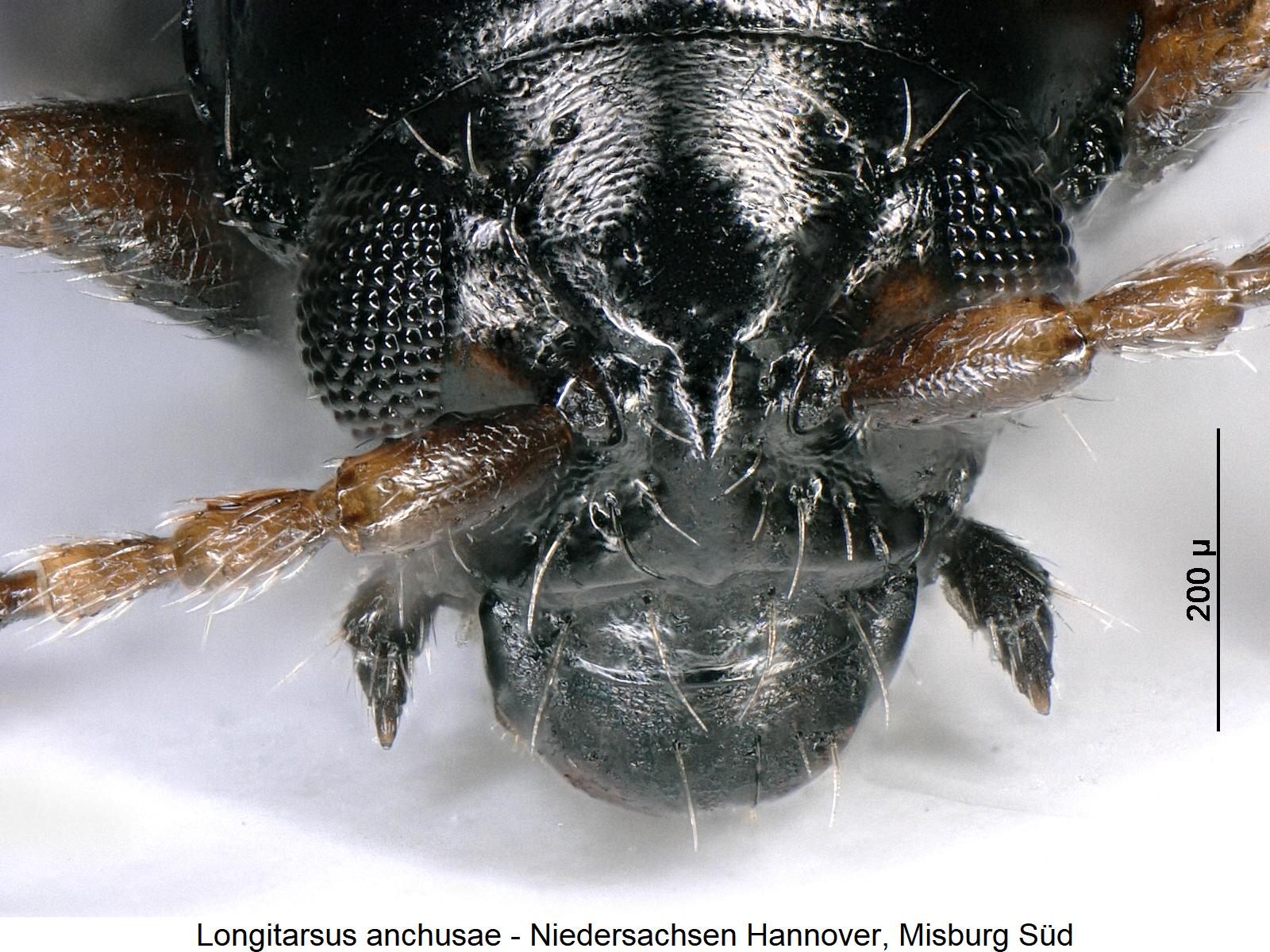 longitarsus_anchusae_k.jpg