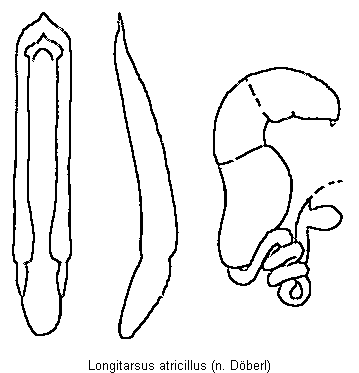 longitarsus_atricillus.gif