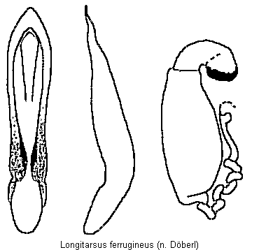 longitarsus_ferrugineus.gif