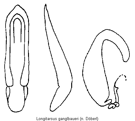 longitarsus_ganglbaueri.gif