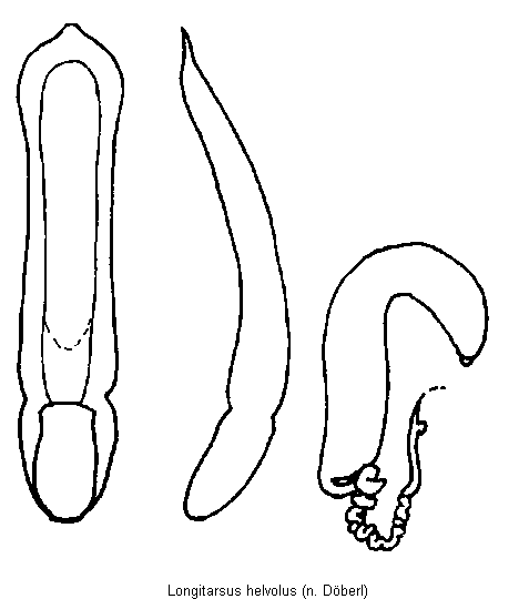 longitarsus_helvolus.gif