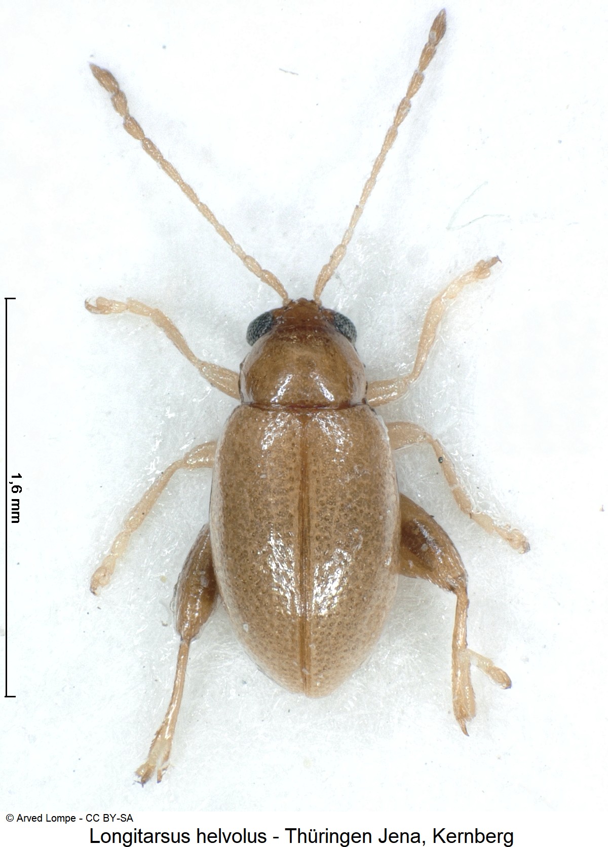 longitarsus_helvolus_ck6058812_hab.jpg