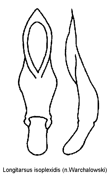 longitarsus_isoplexidis.gif
