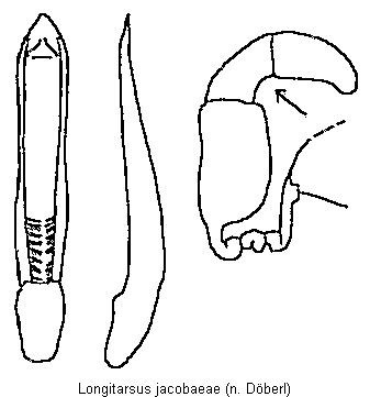 longitarsus_jacobaeae.gif