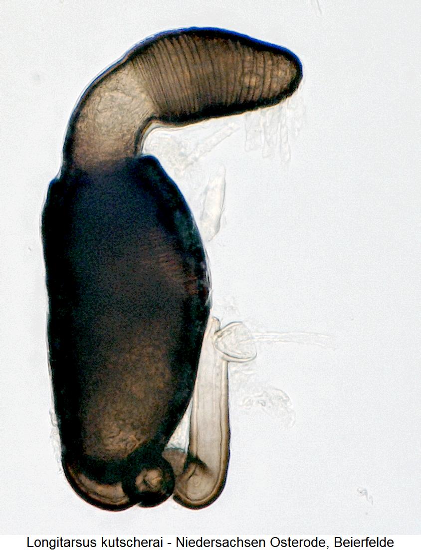 longitarsus_kutscherai_sperm.jpg