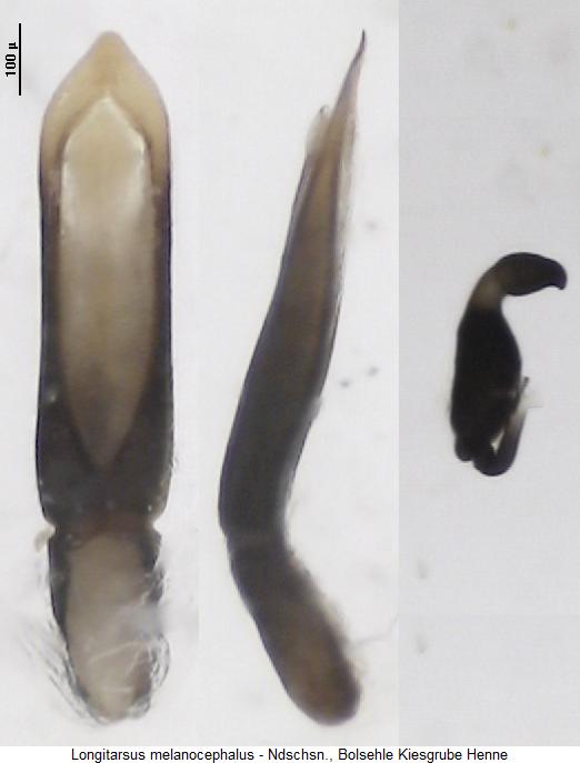 longitarsus_melanocephalus2.jpg