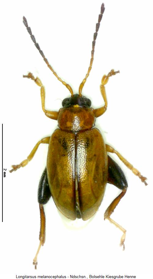 longitarsus_melanocephalus_hab.jpg