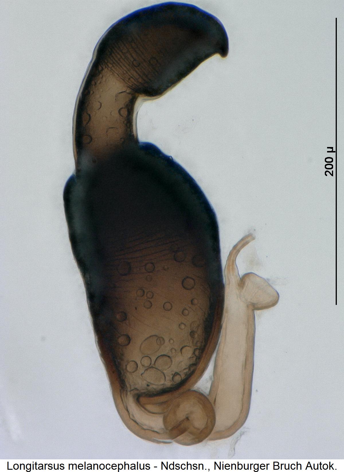 longitarsus_melanocephalus_sperm1.jpg