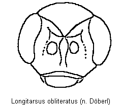 longitarsus_obliteratus_k.gif