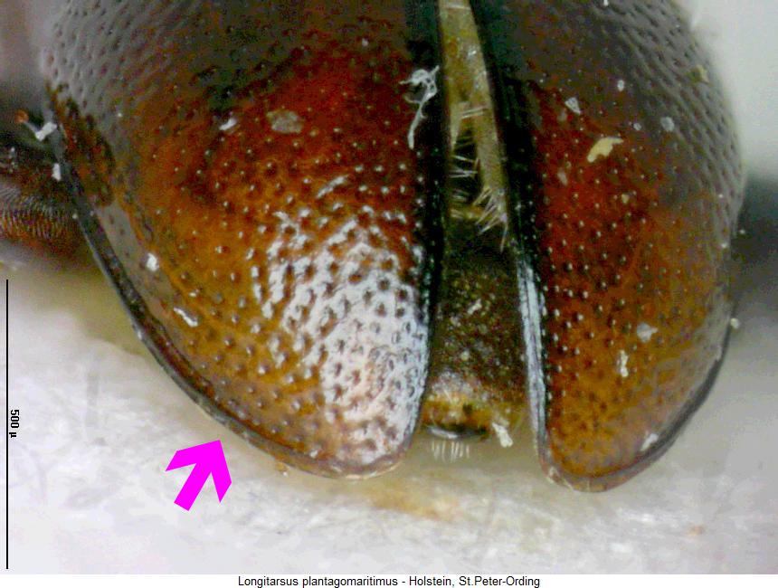 longitarsus_plantagomaritimus_fld.jpg