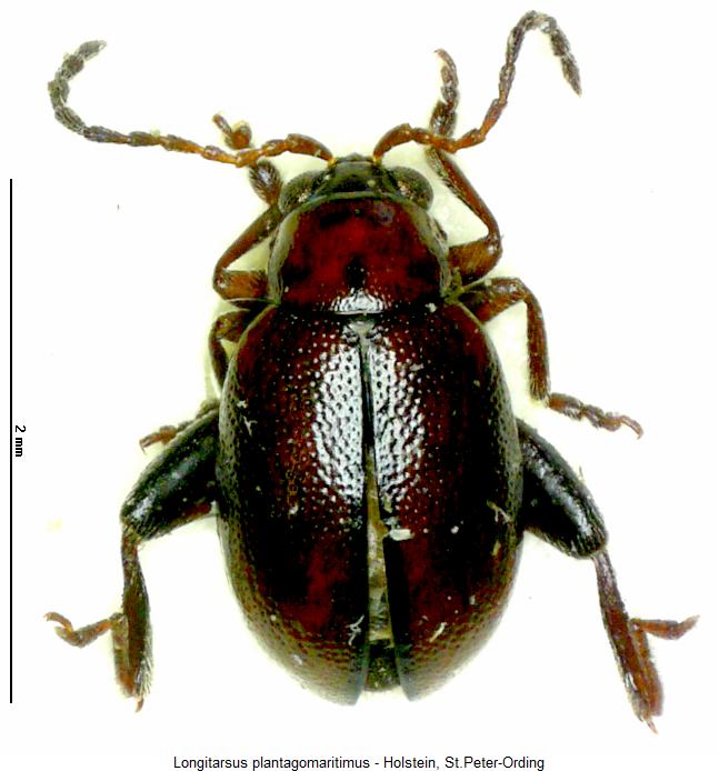 longitarsus_plantagomaritimus_hab.jpg