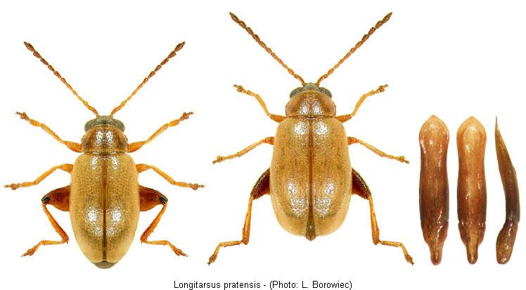 longitarsus_pratensis.jpg