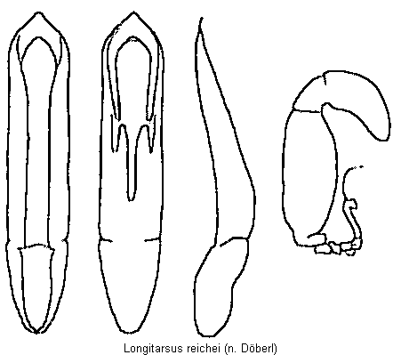 longitarsus_reichei.gif
