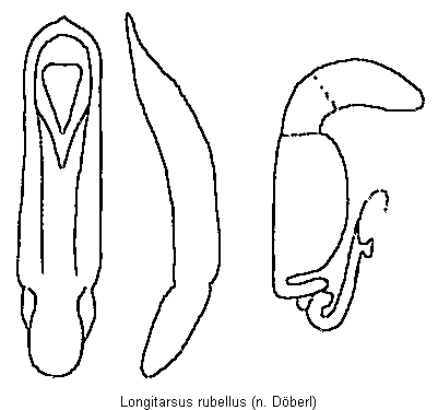 longitarsus_rubellus.gif