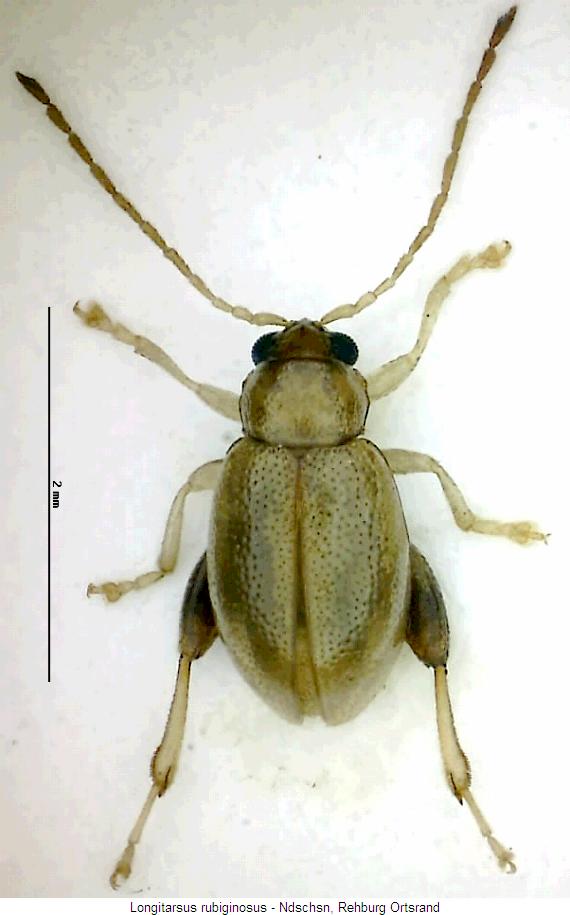 longitarsus_rubiginosus_hab.jpg
