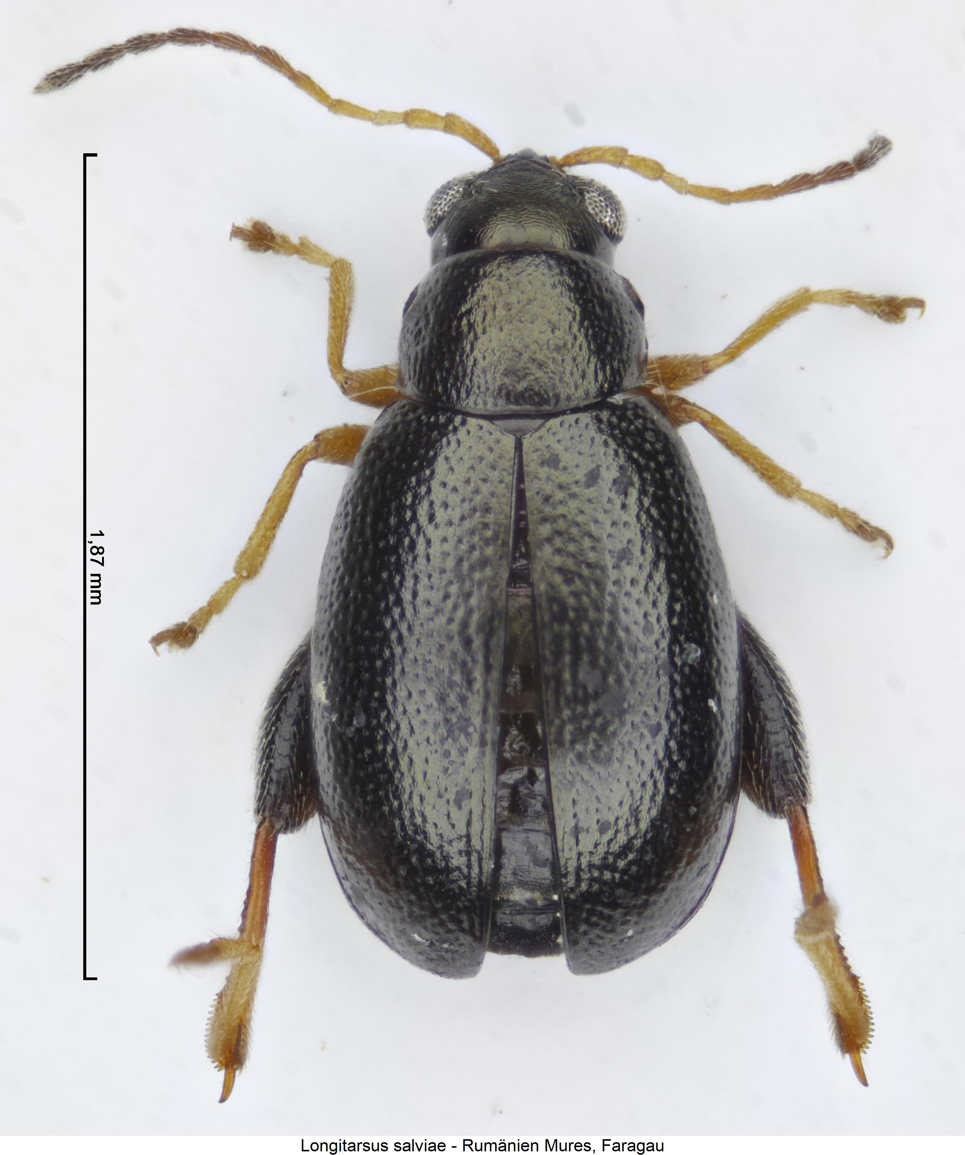 longitarsus_salviae_hab.jpg