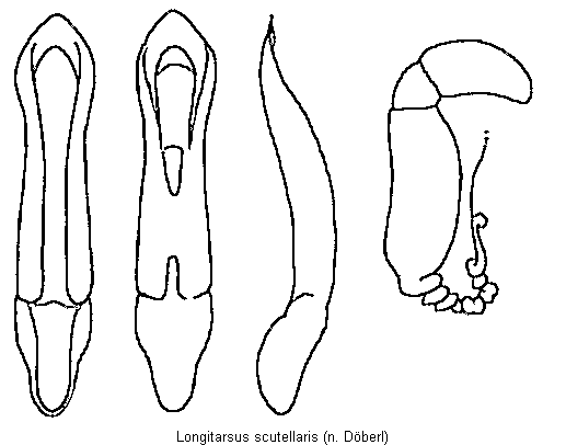 longitarsus_scutellaris.gif