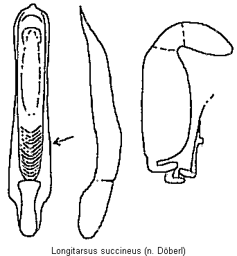 longitarsus_succineus.gif