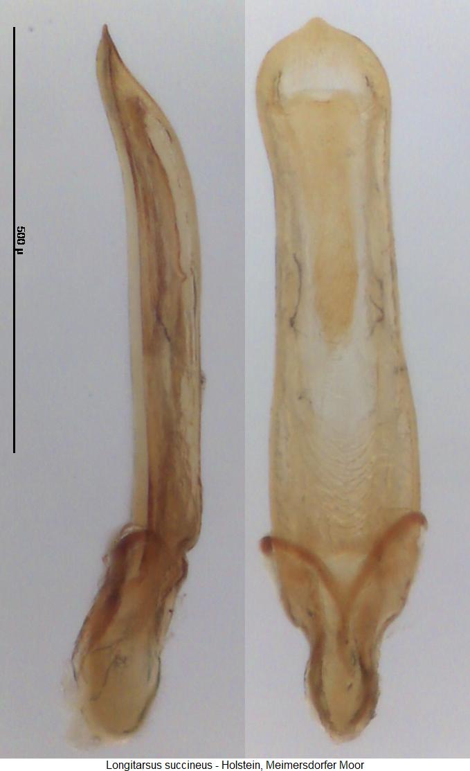 longitarsus_succineus1.jpg