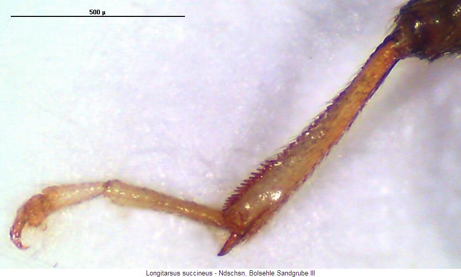 longitarsus_succineus_hb.jpg