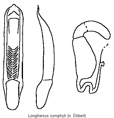 longitarsus_symphyti.gif