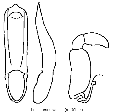 longitarsus_weisei.gif