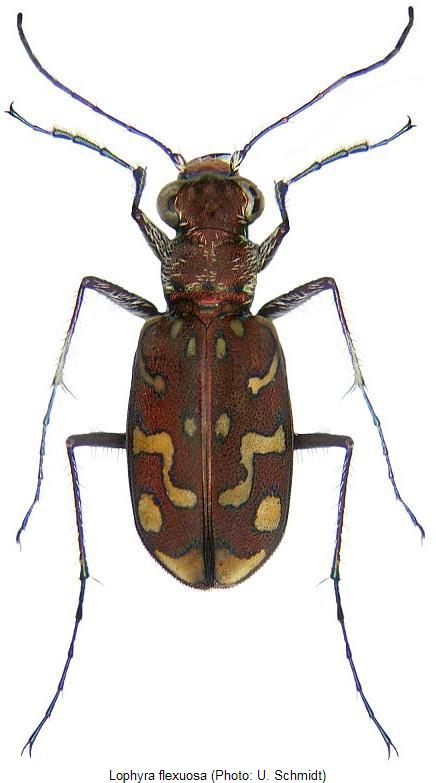 lophyra_flexuosa_hab.jpg