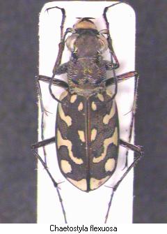lophyra_flexuosa_hab2.jpg