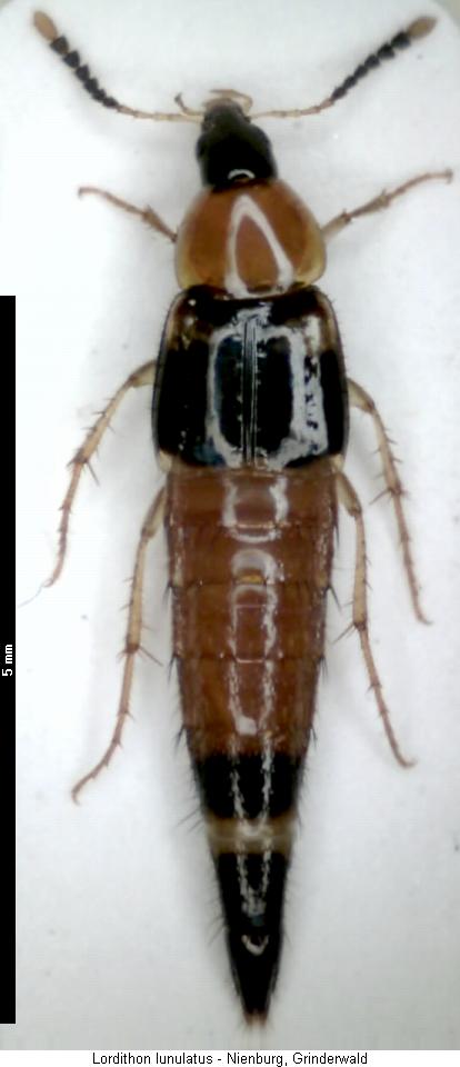 lordithon_lunulatus_hab.jpg