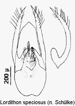 lordithon_speciosus.gif