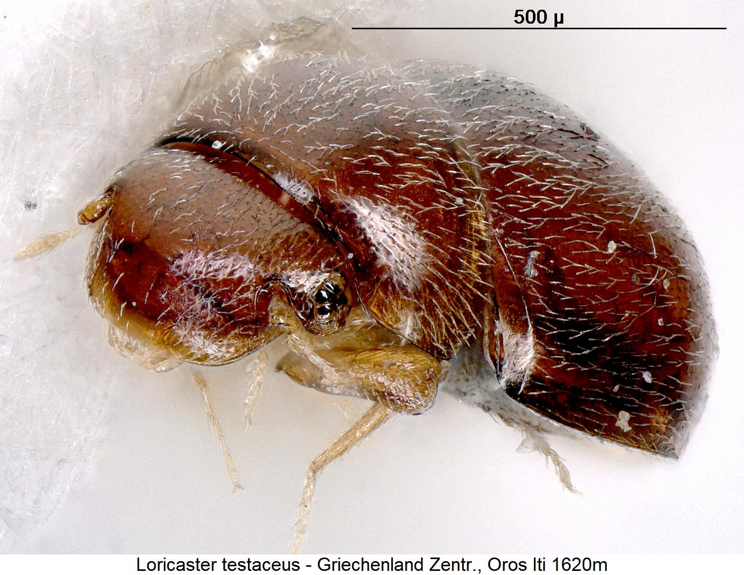 loricaster_sp_gr_sa.jpg