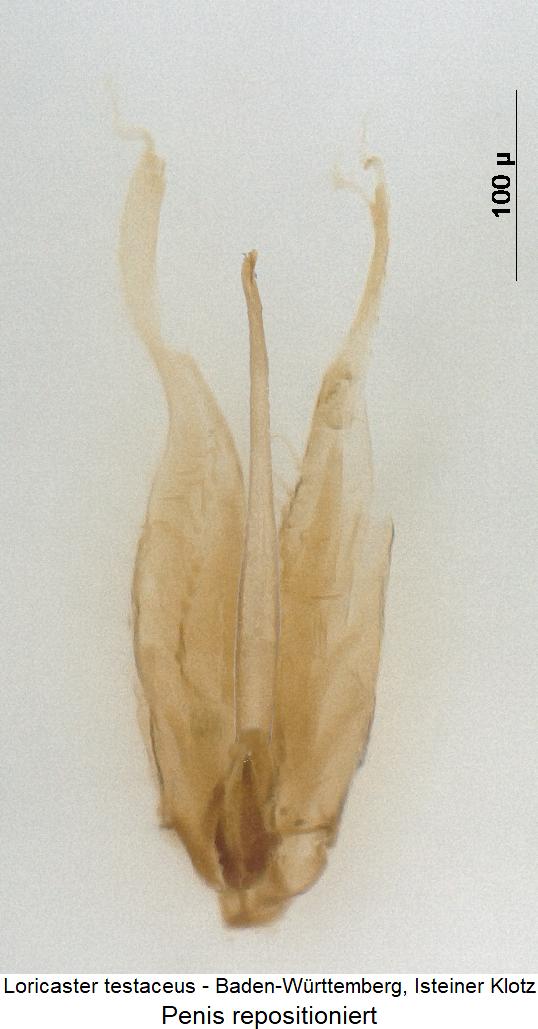 loricaster_testaceus1.jpg