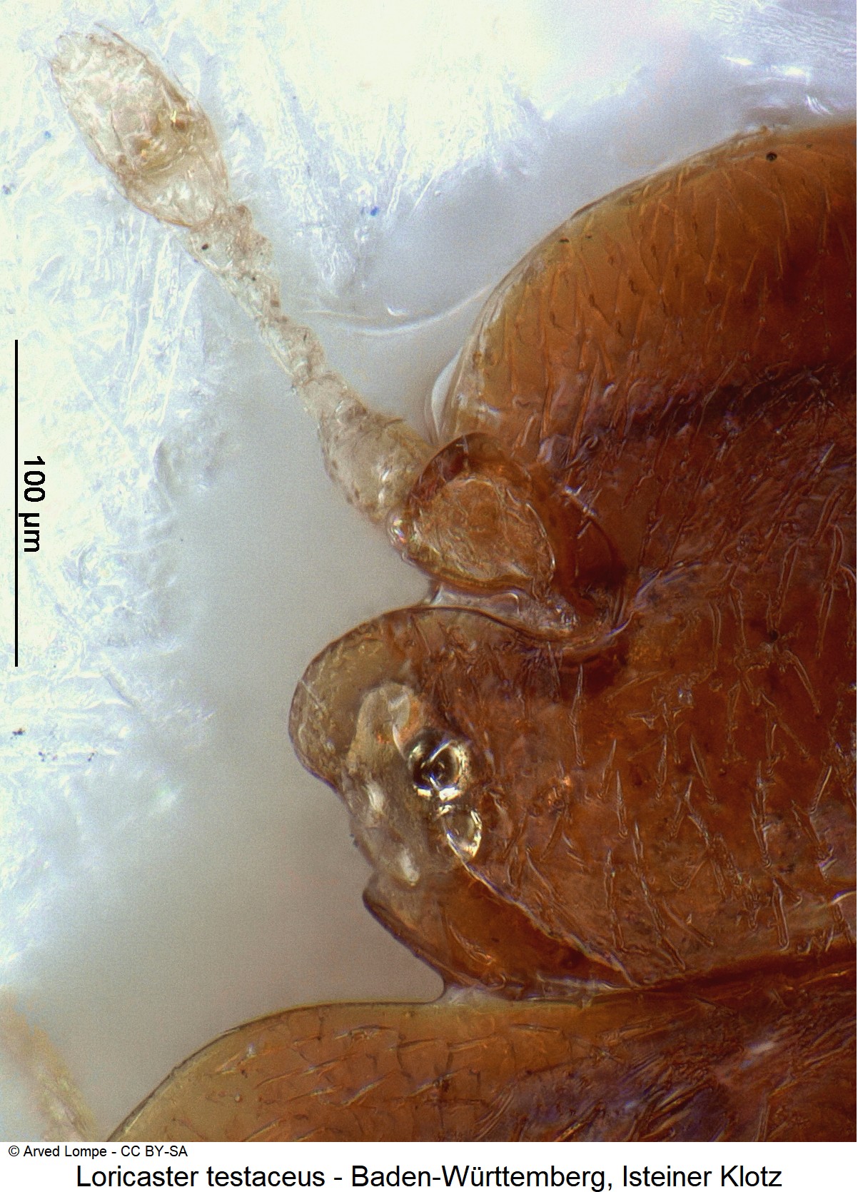 loricaster_testaceus_ck16980403_k.jpg