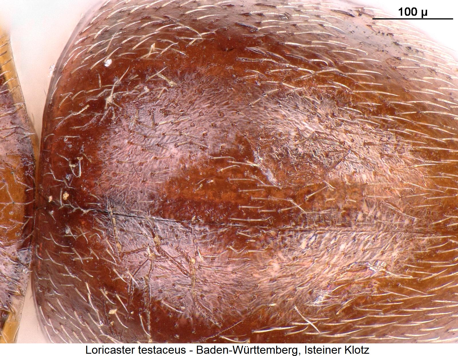 loricaster_testaceus_ms1.jpg