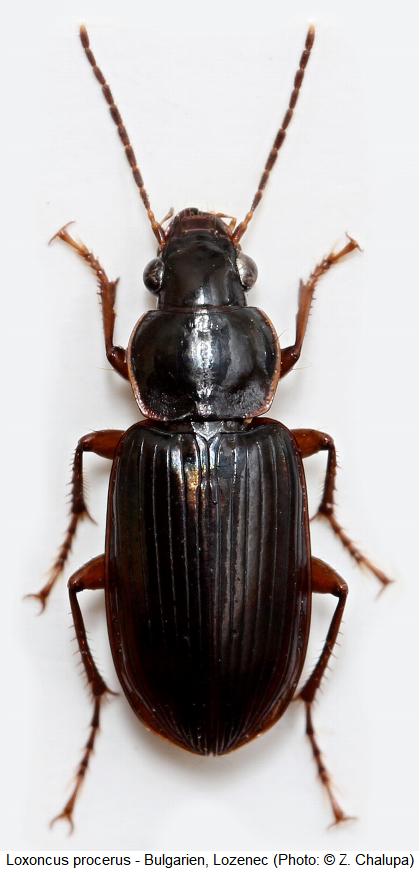loxoncus_procerus_hab.jpg