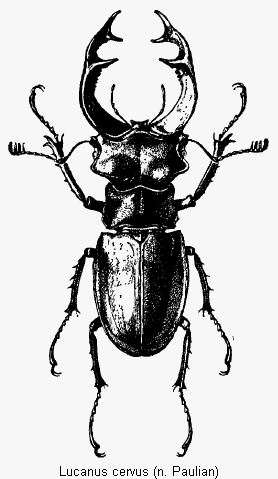lucanus_cervus_hab.gif
