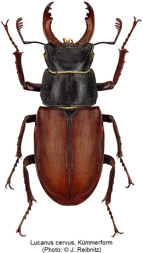 lucanus_cervus_m2.jpg