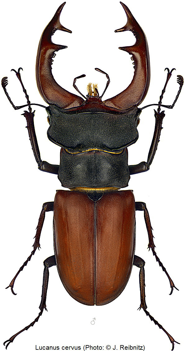 lucanus_cervus_m_rbn.jpg