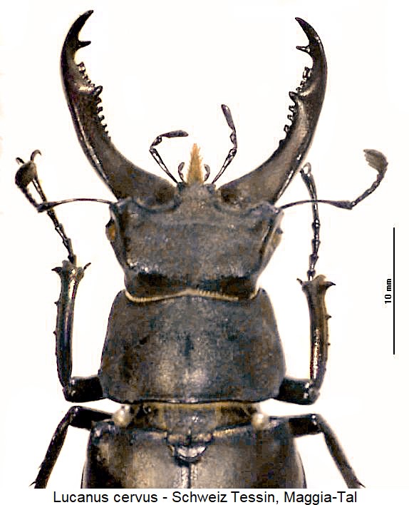 lucanus_cervus_vk.jpg