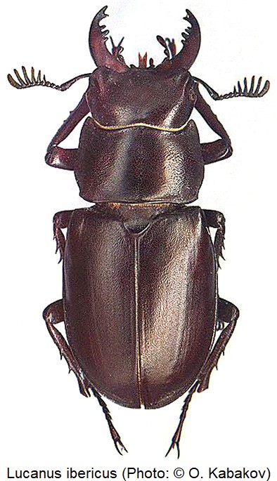 lucanus_ibericus_hab.jpg