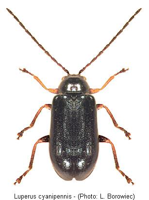 luperus_cyanipennis.jpg