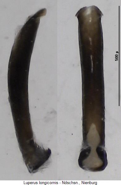 luperus_longicornis.jpg