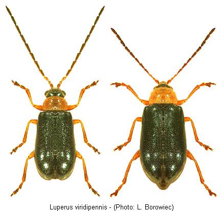 luperus_viridipennis.jpg