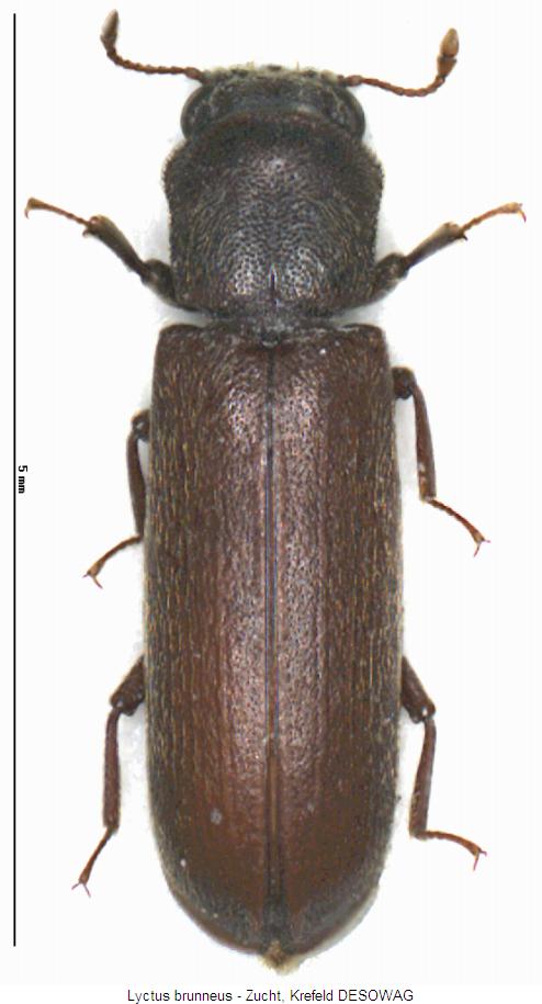 lyctus_brunneus_hab.jpg