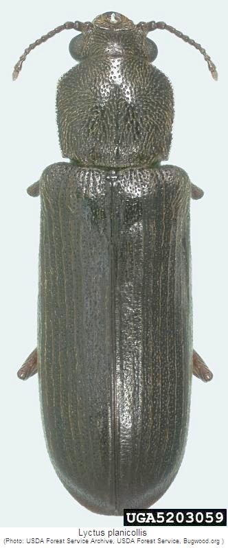 lyctus_planicollis_hab.jpg