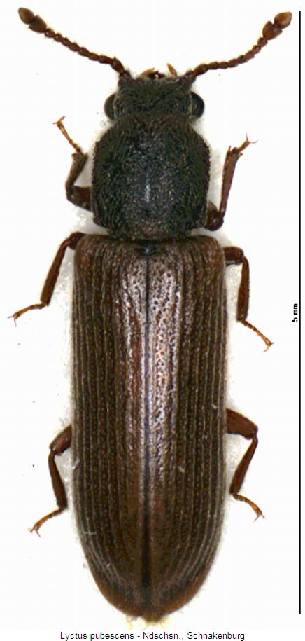 lyctus_pubescens_hab.jpg