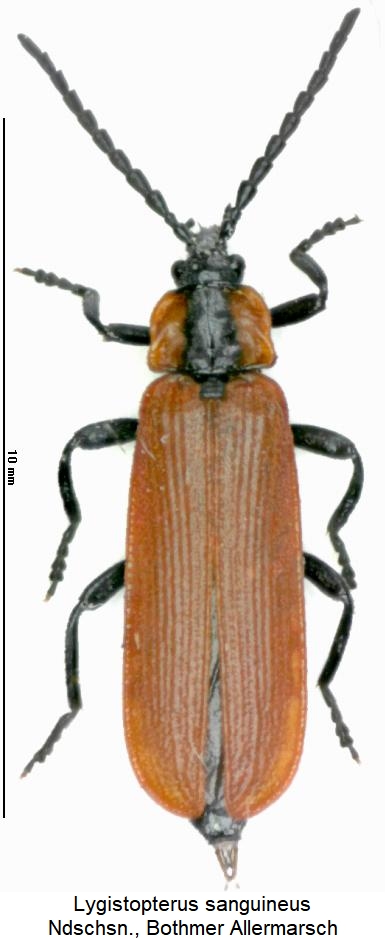 lygistopterus_sanguineus_hab.jpg